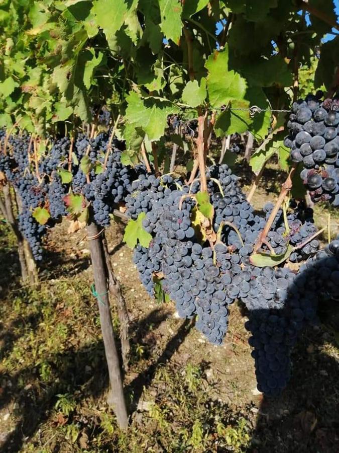 Agriturismo Torre Gialluise Gesualdo Zewnętrze zdjęcie